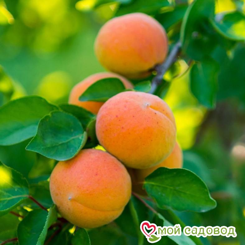 Абрикос Айсберг Ранний