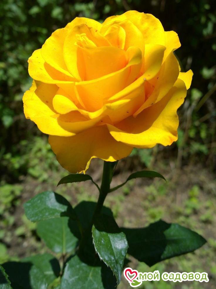 Роза Платинум