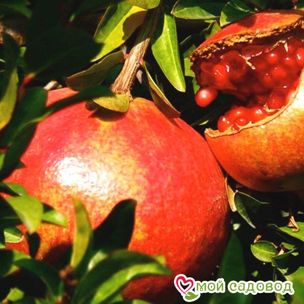 Гранат Карфаген: описание сорта, характеристики, особенности посадки и выращивания, отзывы