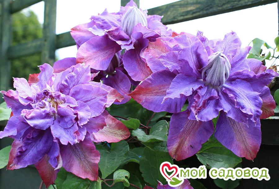клематис vyvyan pennell. клематис вивьен пеннел (vyvyan pennell). клематис пеннел. клематис гибридный рапсодия. клематис вивиан пеннел.